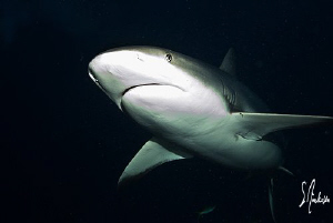 This image of a Reef Shark was taken uring my shark exped... by Steven Anderson 